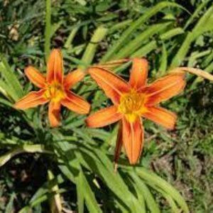 30 Freshly dug when ordered,  Heirloom day lilly plants..25 bulbs.